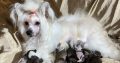 Chinese Crested Puppies – Reservations