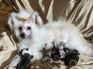 Chinese Crested Puppies – Reservations