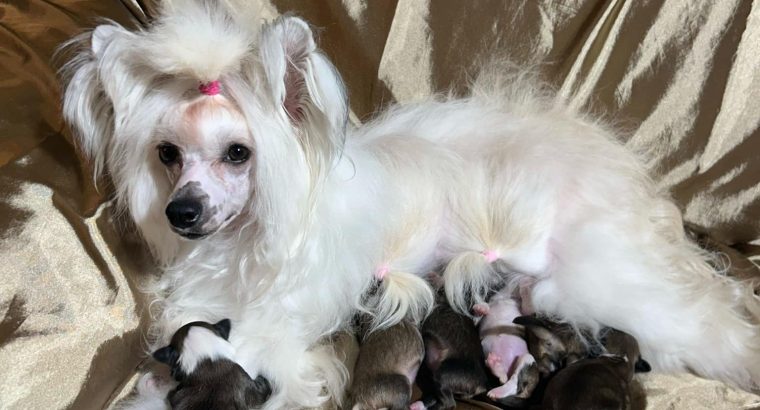 Chinese Crested Puppies – Reservations