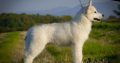 Siberian Husky male puppy
