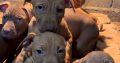 American pit bull terrier puppies