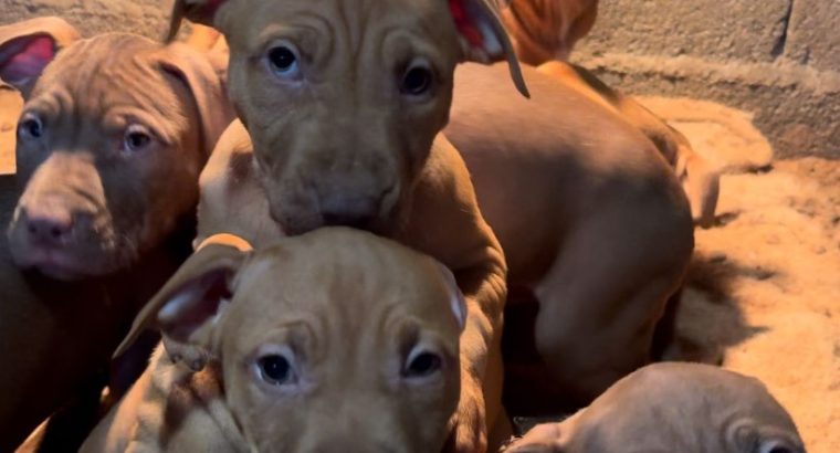 American pit bull terrier puppies