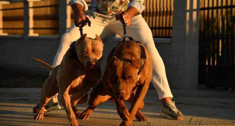 American Bully puppies