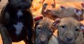American pit bull terrier puppies