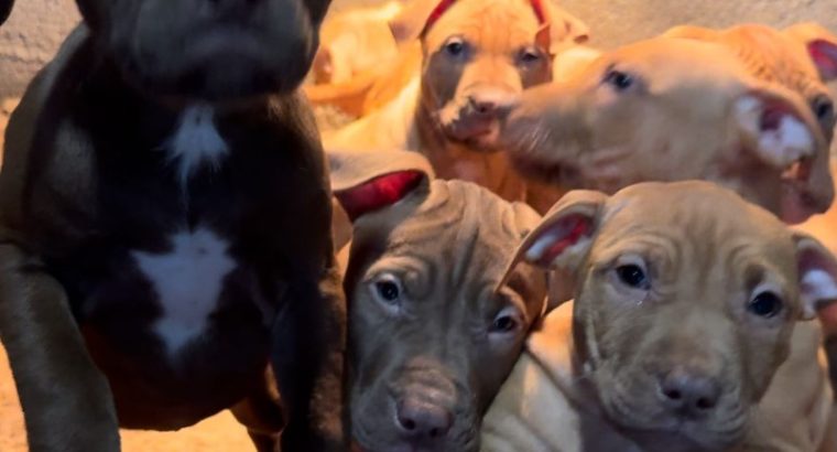 American pit bull terrier puppies