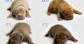 American Bully puppies