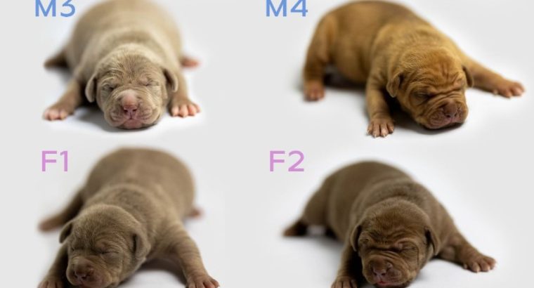American Bully puppies