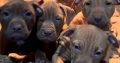 American pit bull terrier puppies