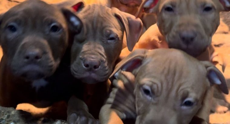 American pit bull terrier puppies