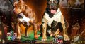 American Bully puppies