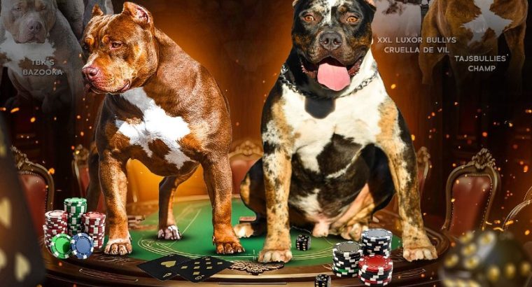 American Bully puppies