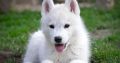 Siberian Husky male puppy