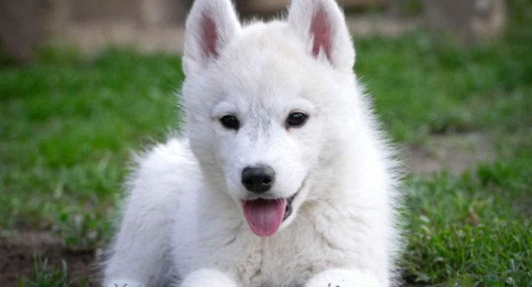 Siberian Husky male puppy