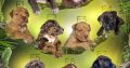 American Bully puppies
