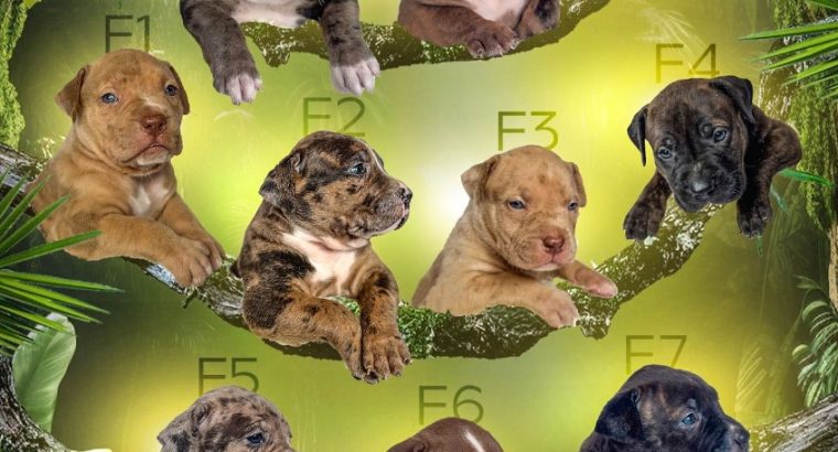 American Bully puppies