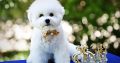 Bichon Frise male puppy