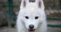 Siberian Husky male puppy