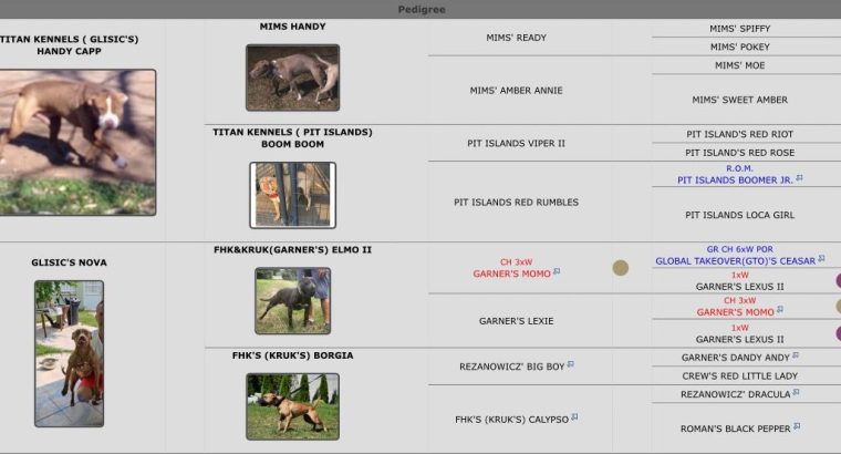 American pit bull terrier puppies