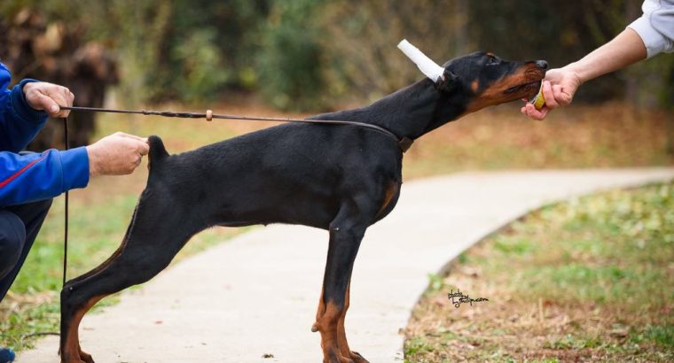 Doberman puppies for sale