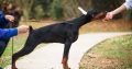 Doberman puppies for sale
