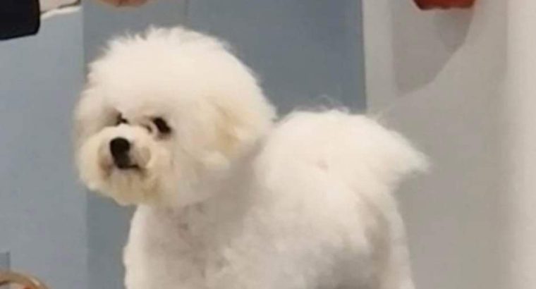 Bichon Frise male puppy