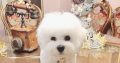 Bichon Frise male puppy