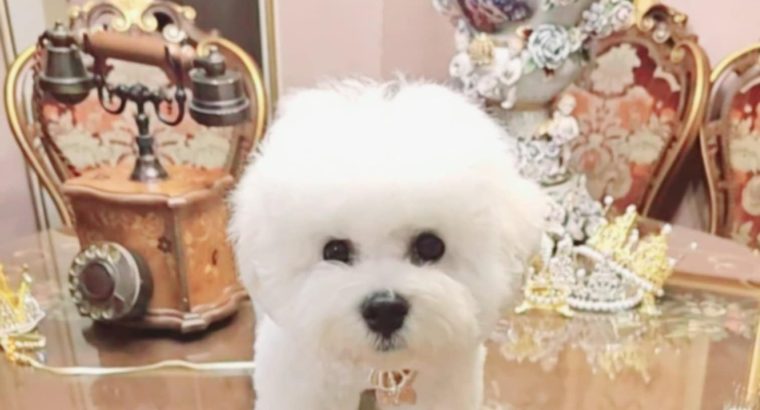 Bichon Frise male puppy
