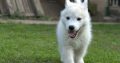 Siberian Husky male puppy