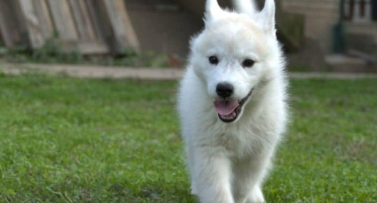 Siberian Husky male puppy