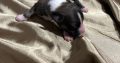 Chinese Crested Puppies – Reservations