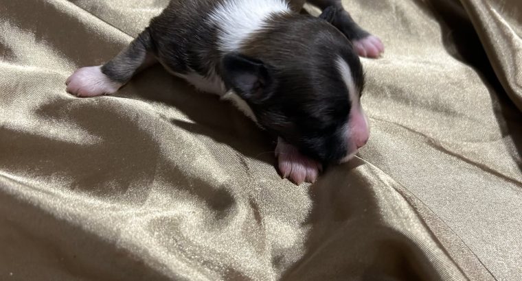 Chinese Crested Puppies – Reservations