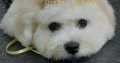 Bichon Frise male puppy