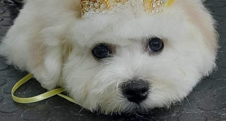 Bichon Frise male puppy