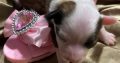 Chinese Crested Puppies – Reservations