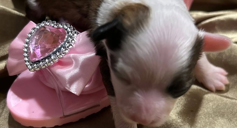 Chinese Crested Puppies – Reservations