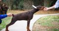 Doberman puppies for sale