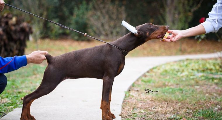 Doberman puppies for sale