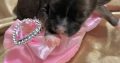 Chinese Crested Puppies – Reservations