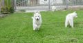 Siberian Husky male puppy