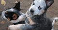 Australian cattle dog puppies