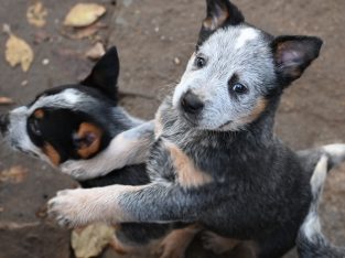 Australian cattle dog puppies