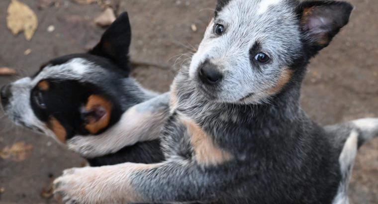 Australian cattle dog puppies