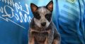 Australian cattle dog puppies