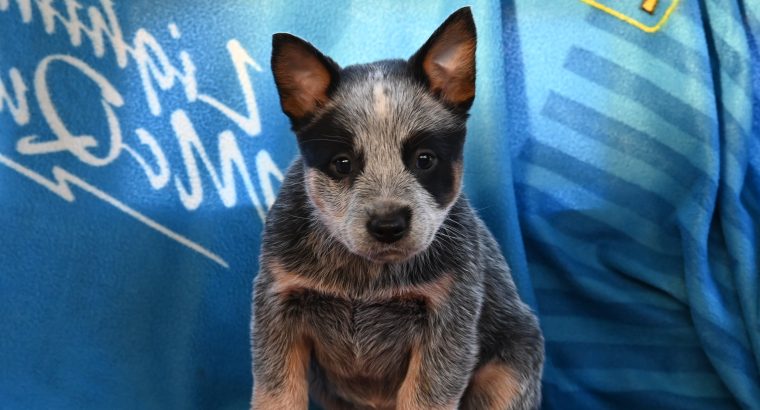 Australian cattle dog puppies