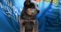 Australian cattle dog puppies