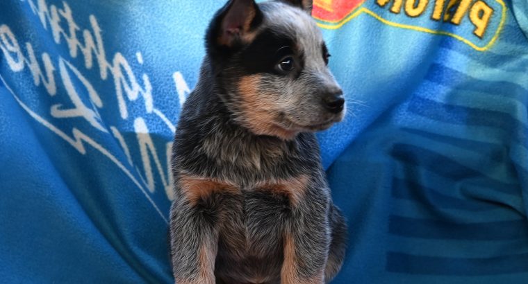 Australian cattle dog puppies