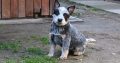Australian cattle dog puppies