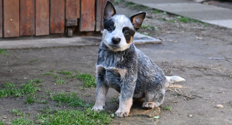 Australian cattle dog puppies