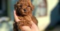 Toy and mini poodle puppies