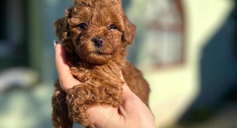 Toy and mini poodle puppies